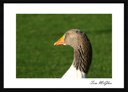 20050406